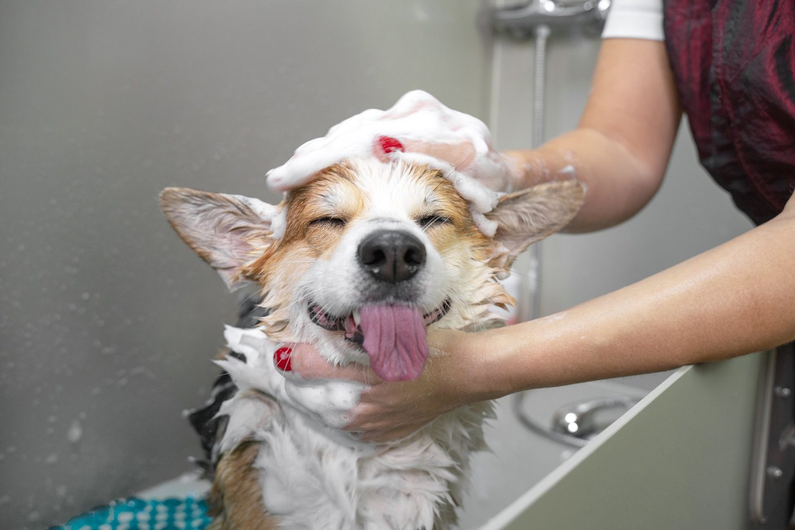 A happy corgi getting a bath at the Lanco pet wash
